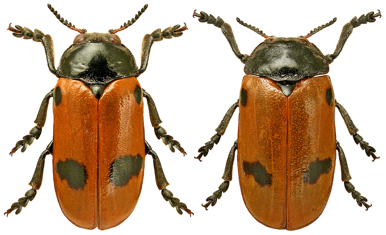 Clytra quadripunctata